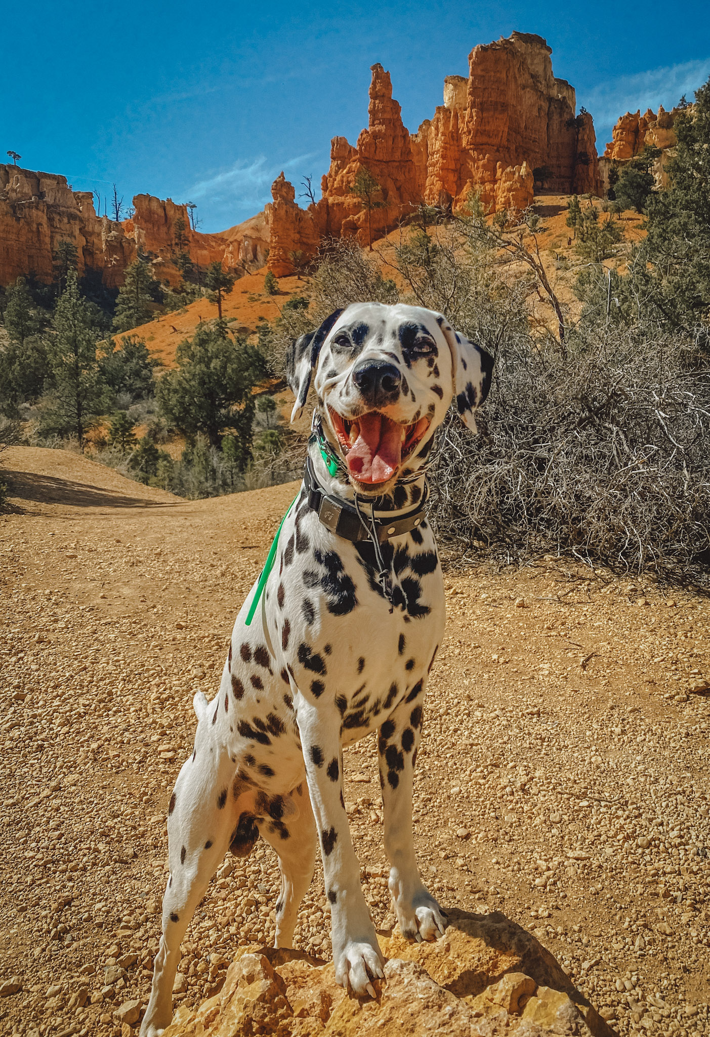 Dalmation dog in Southern Utah